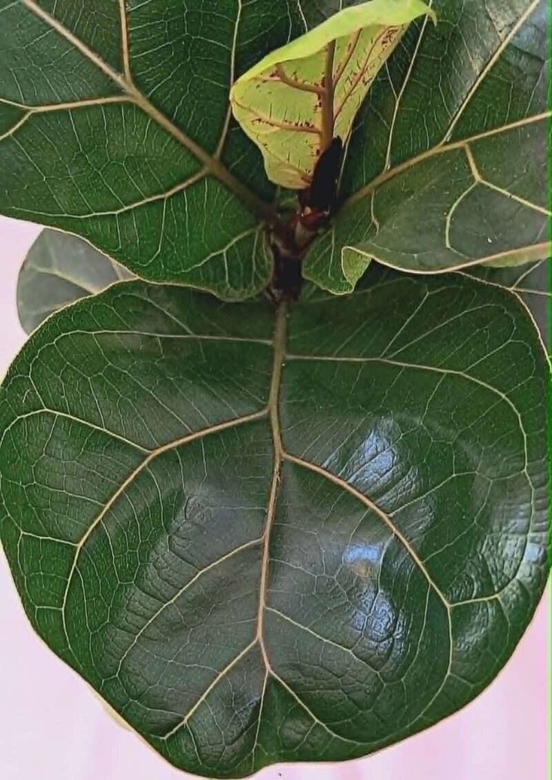 Фикус Лирата "Бамбино" / Ficus lyrata 'Bambino'