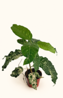Ficus Snowstorm / Фикус Сноусторм / Снежна буря
