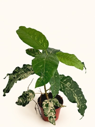 Ficus Snowstorm / Фикус Сноусторм / Снежна буря