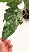 Ficus Snowstorm / Фикус Сноусторм / Снежна буря