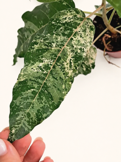 ficus-snowstorm-leaves-02.jpg-800×1422