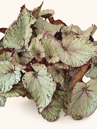 Бегония "Хавайан Силвър"/ Begonia 'Hawaiian Silver'