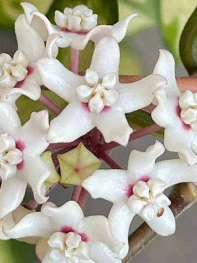 hoya-australis-lisa-01.jpg