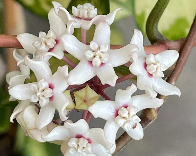 Хоя аустралис Лиса / Hoya australis Lisa