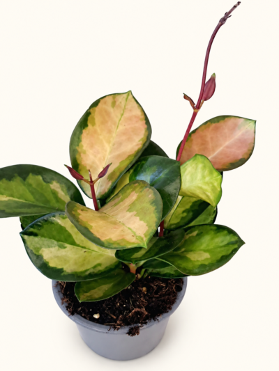 Хоя аустралис Лиса / Hoya australis Lisa