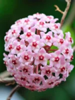 Хоя компакта "Мауна Лоа" / Hoya Compacta 'Mauna Loa'