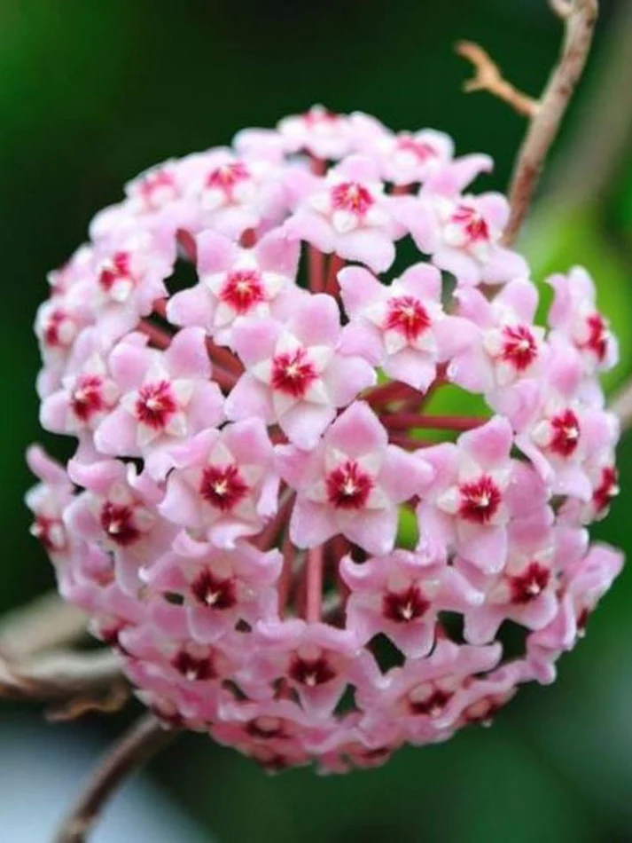 Хоя компакта "Мауна Лоа" / Hoya Compacta 'Mauna Loa'