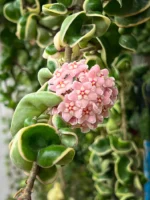 Хоя Компакта Вариегата / Hoya 'Compacta Variegata'