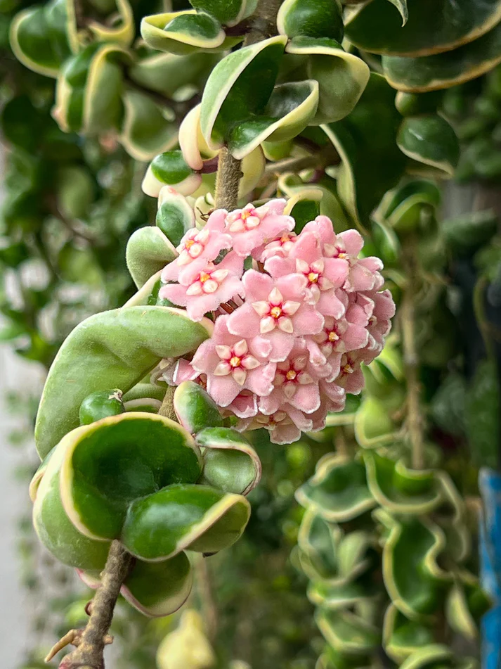 Хоя Компакта Вариегата / Hoya 'Compacta Variegata'