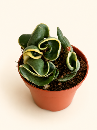 Хоя Компакта Вариегата / Hoya 'Compacta Variegata'