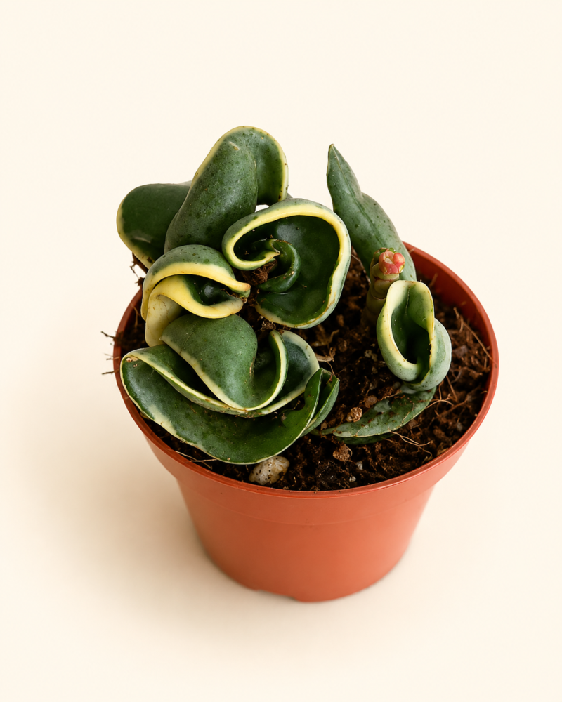 Хоя Компакта Вариегата / Hoya 'Compacta Variegata'