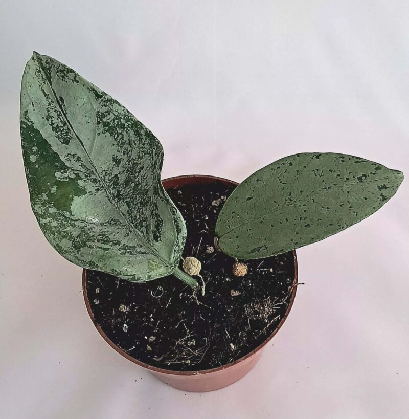 Хоя Кориацеа Силвър / Hoya 'Coriacea Silver'