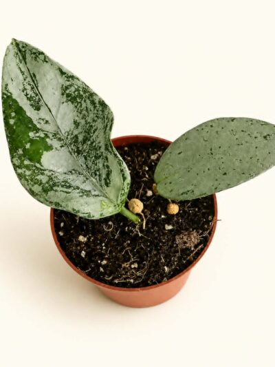 Хоя Кориацеа Силвър / Hoya 'Coriacea Silver'