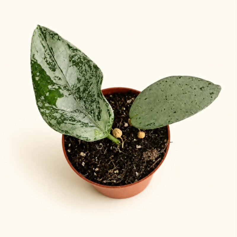 Хоя Кориацеа Силвър / Hoya 'Coriacea Silver'