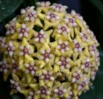 Хоя Кориацеа Силвър / Hoya 'Coriacea Silver'