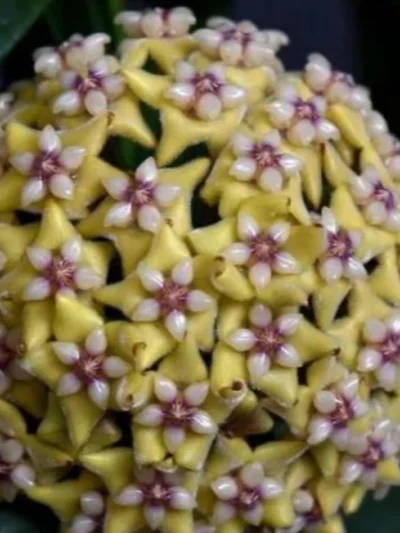 Hoya-coriacea-‘Silver’-tsvqt-01.jpg