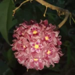 Хоя "Глабра Сплаш" / Hoya 'Glabra Splash'
