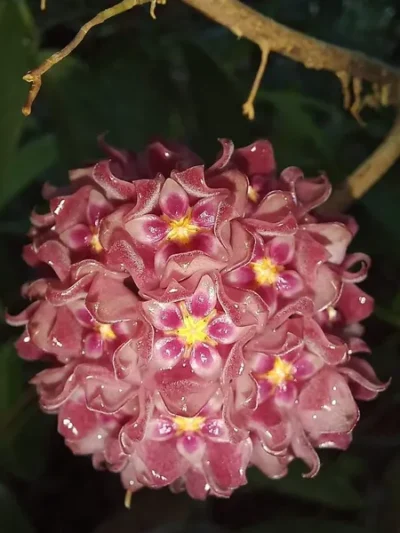 Hoya-Glabra-Splash-01