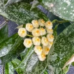 Хоя Лакуноса "Сноу Леопард" / Hoya Lacunosa 'Snow Leopard'