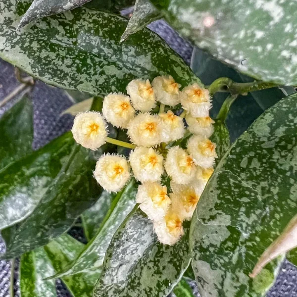 Хоя Лакуноса "Сноу Леопард" / Hoya Lacunosa 'Snow Leopard'