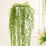 Хоя Линеарис / Hoya Linearis
