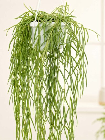 Хоя Линеарис / Hoya Linearis