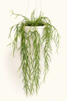 Хоя Линеарис / Hoya Linearis