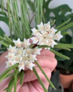 Хоя Линеарис / Hoya Linearis