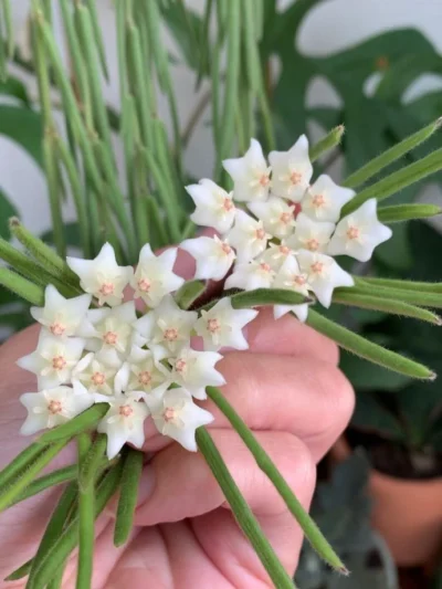 hoya-linearis-tsvqt01.jpg