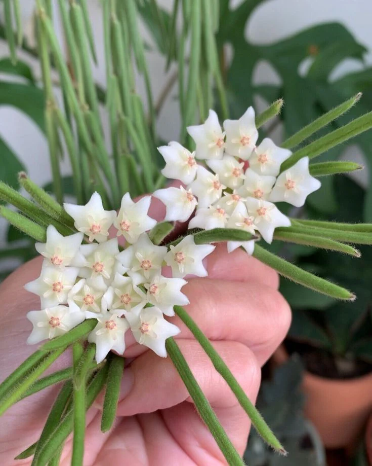 Хоя Линеарис / Hoya Linearis