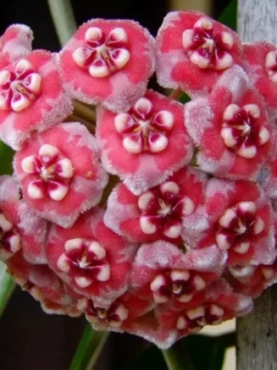 hoya-meliflua-island-01.jpg
