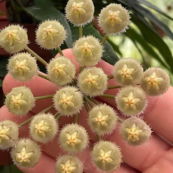Хоя Мирабилис / Hoya 'Mirabilis'