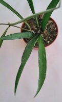 Хоя Мирабилис / Hoya 'Mirabilis'