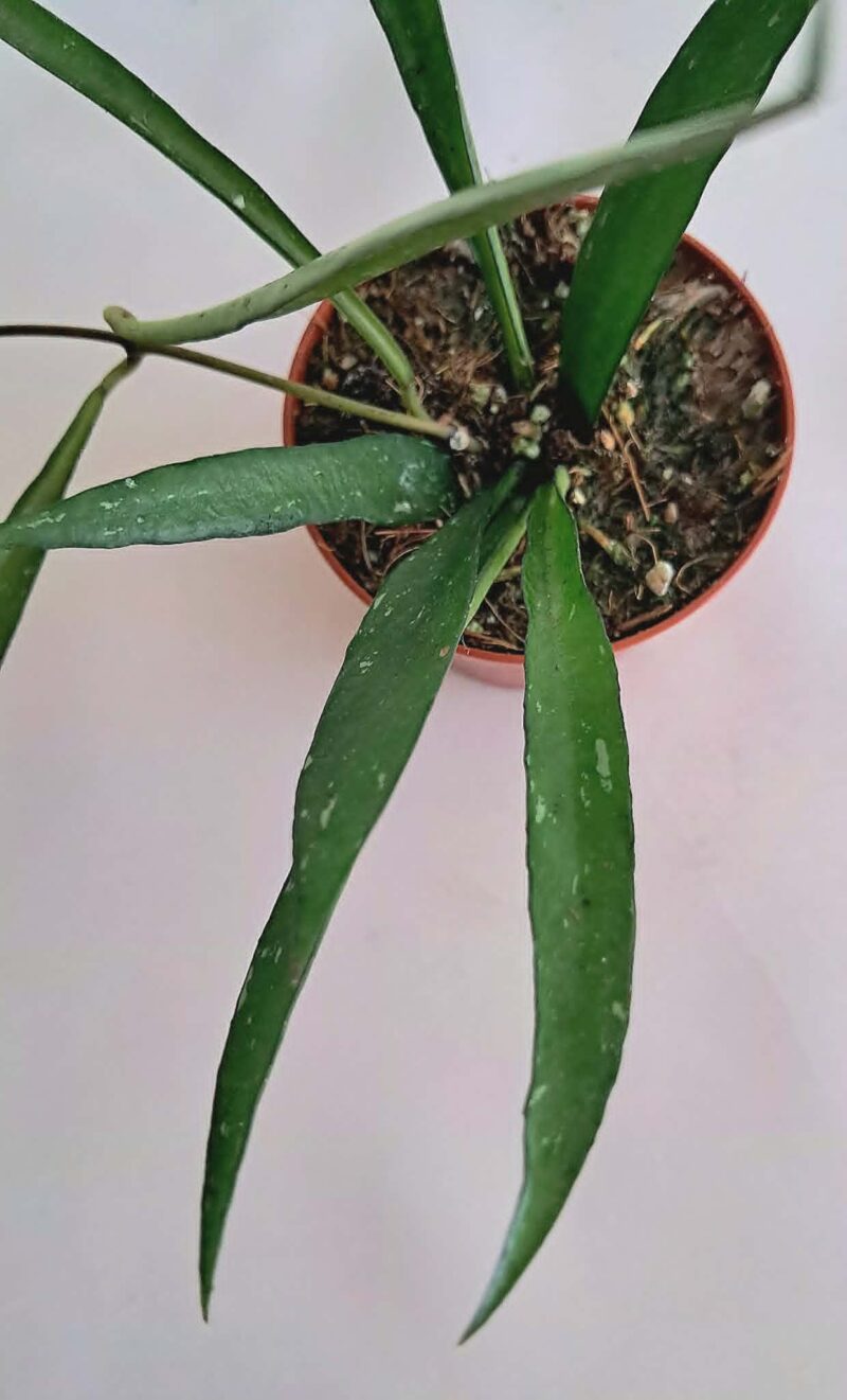 Хоя Мирабилис / Hoya 'Mirabilis'