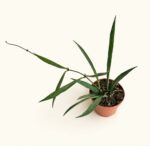 Хоя Мирабилис / Hoya 'Mirabilis'