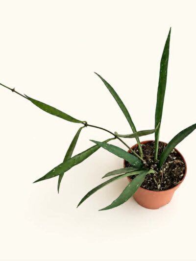 Хоя Мирабилис / Hoya 'Mirabilis'