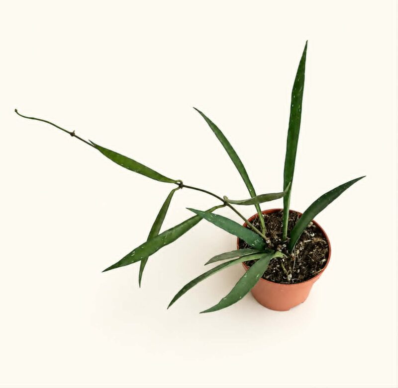 Хоя Мирабилис / Hoya 'Mirabilis'