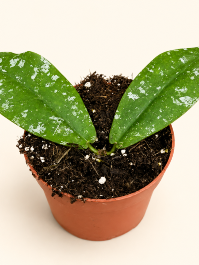 Hoya mitrata Splash рядко стайно растение размер M DM Plants
