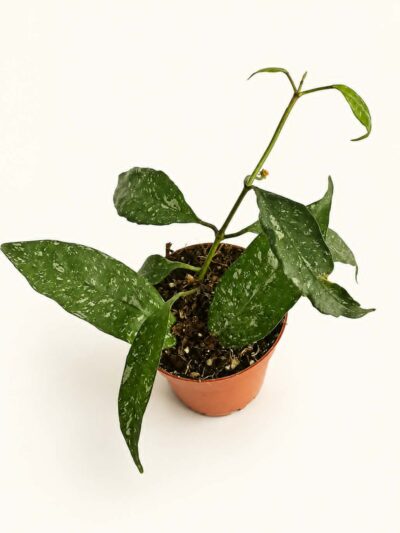 Хоя Мултифлора Силвър Сплаш / Hoya Multiflora Silver Splash