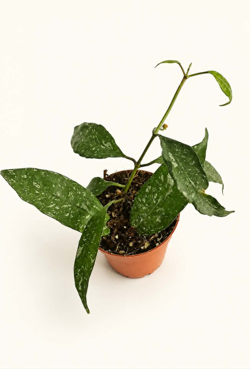 Хоя Мултифлора Силвър Сплаш / Hoya Multiflora Silver Splash