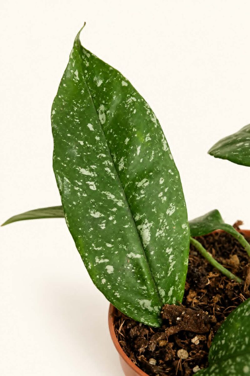 Хоя Мултифлора Силвър Сплаш / Hoya Multiflora Silver Splash
