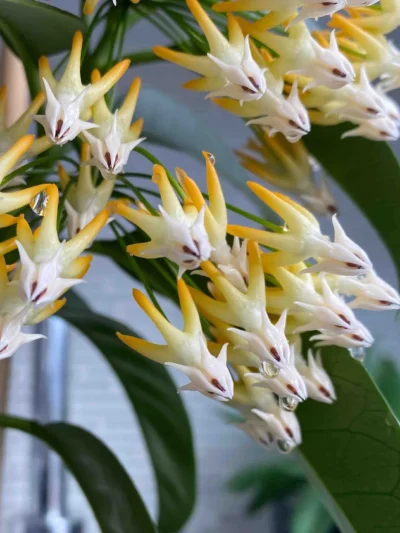 HOYA-multiflora-silver-splash-tsvqt