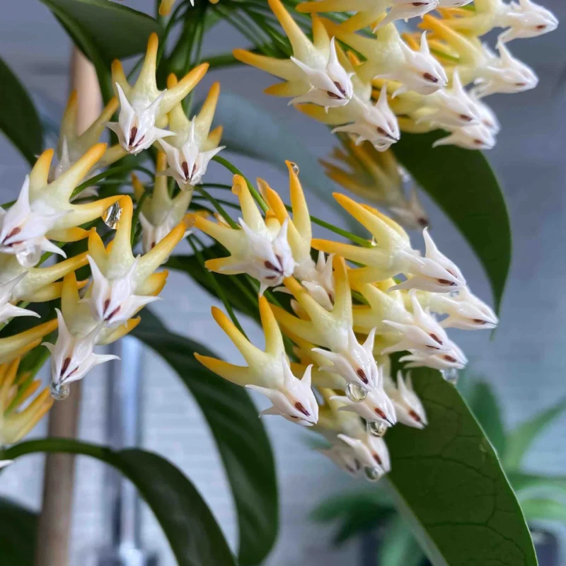 Хоя Мултифлора Силвър Сплаш / Hoya Multiflora Silver Splash