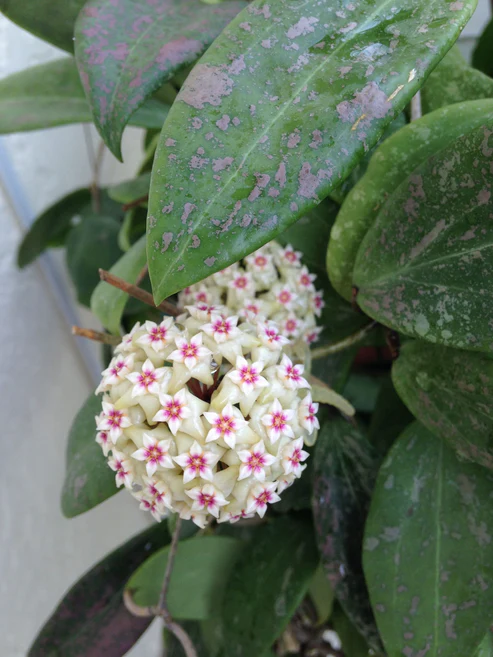 Хоя Вибергие / Hoya Wibergiae