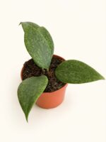 Хоя Вибергие / Hoya Wibergiae