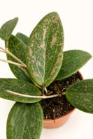 Хоя Вибергие / Hoya Wibergiae