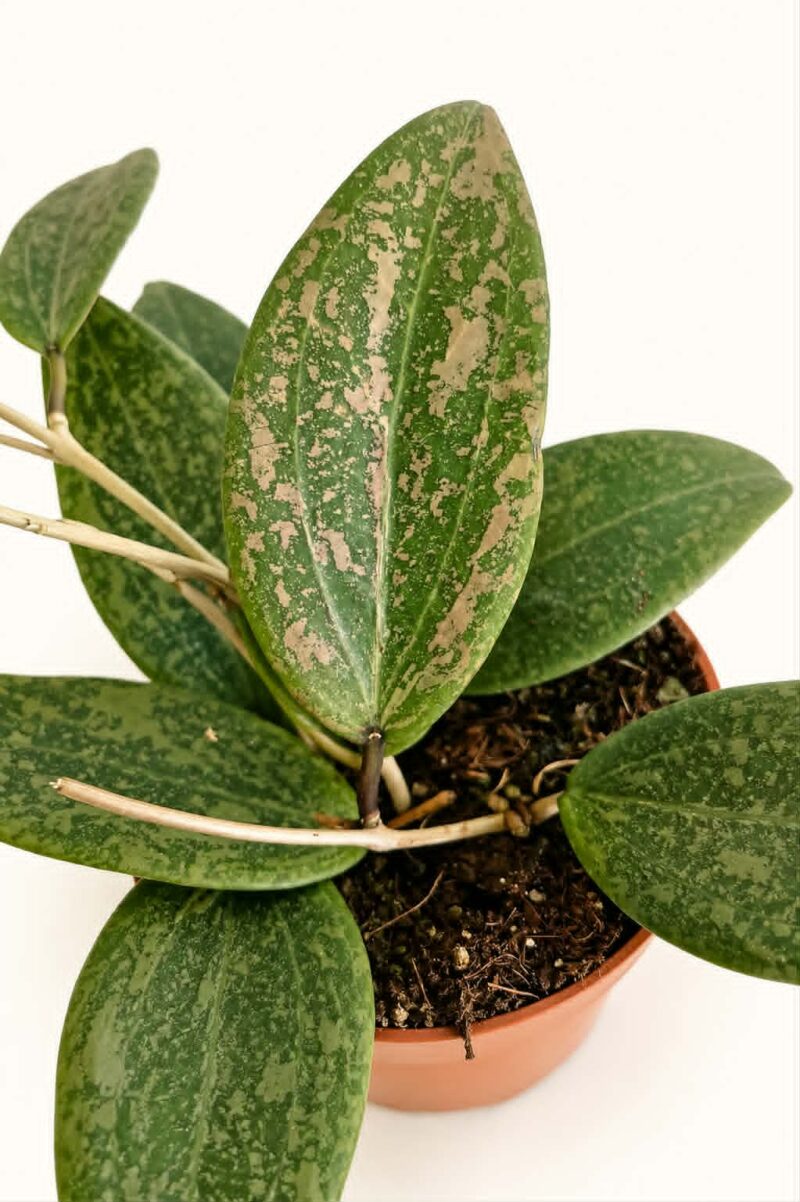 Хоя Вибергие / Hoya Wibergiae