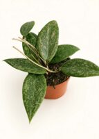 Хоя Вибергие / Hoya Wibergiae