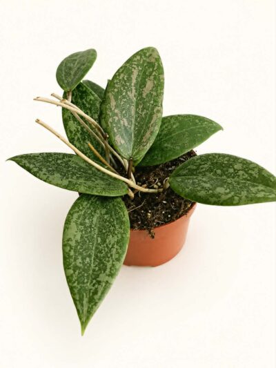 Хоя Вибергие / Hoya Wibergiae