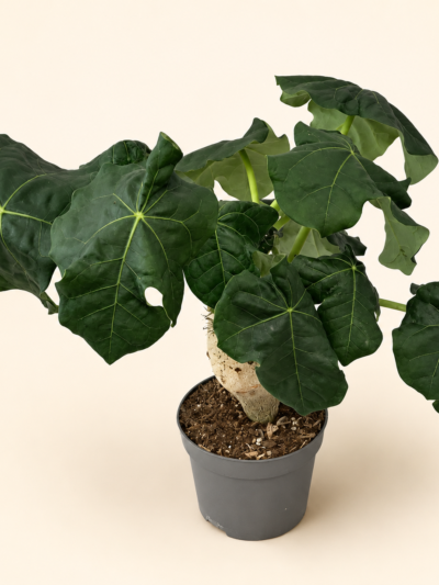Ятрофа подагрика / Jatropha podagrica